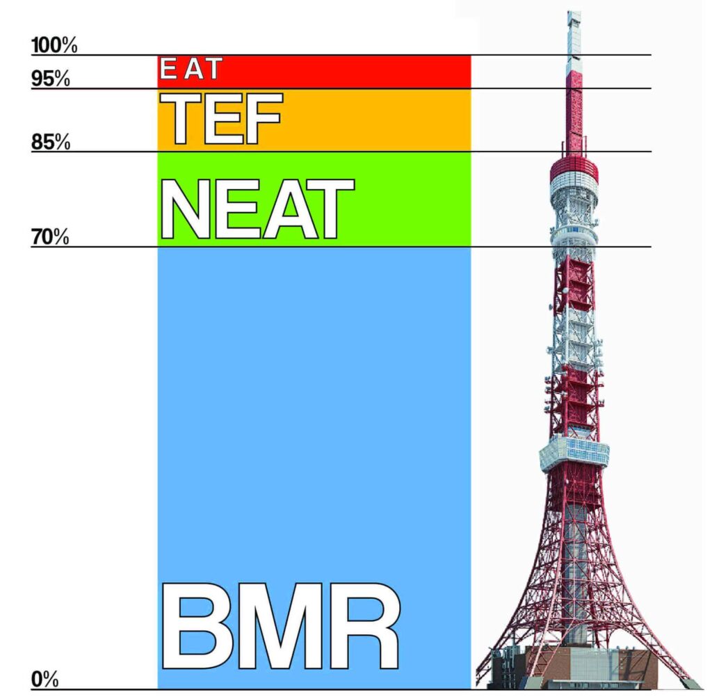 metabolism percentage distribution