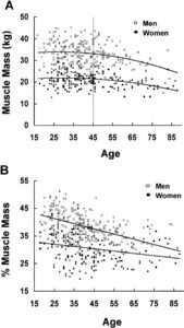 Muscle mass in women and men