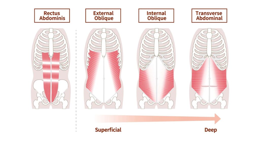 different levels of core muscles