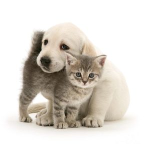 cutest kitten and puppy to calm your anger